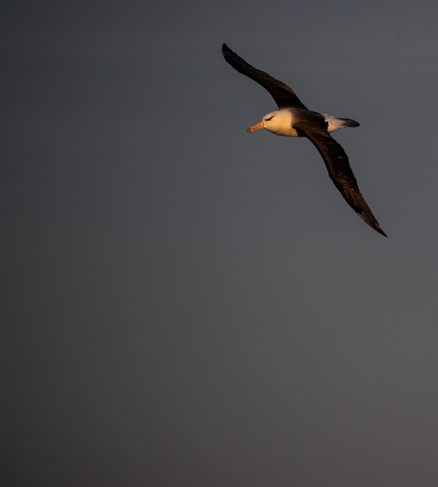 Svartbrynad albatross