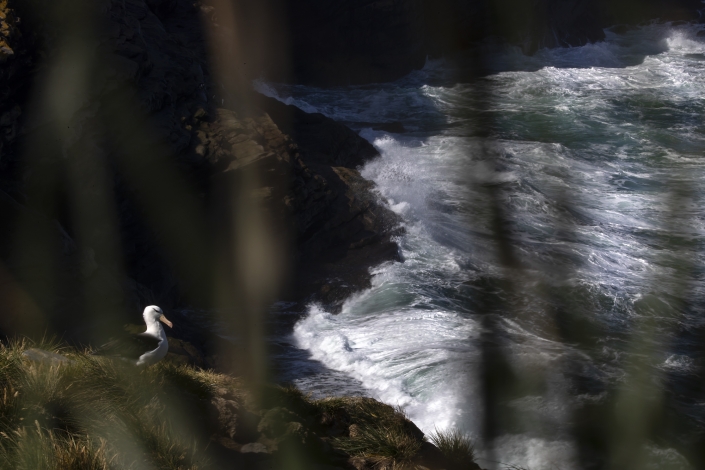 Black-browed albatross