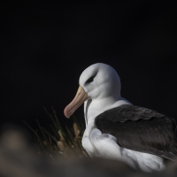 Svartbrynad albatross