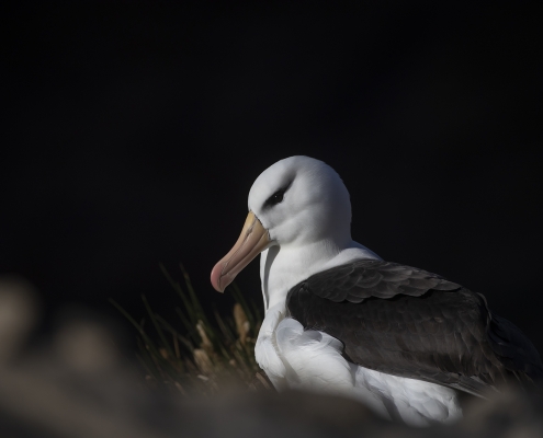 Svartbrynad albatross