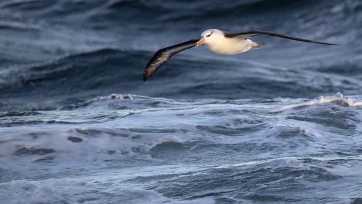 Svartbrynad albatross