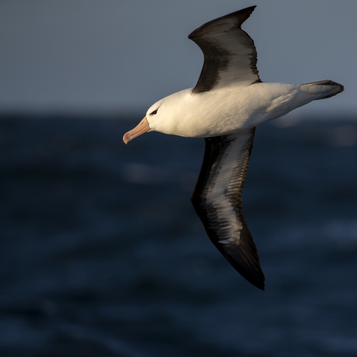 Svartbrynad albatross