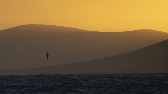 Svartbrynad albatross