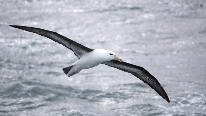 Svartbrynad albatross