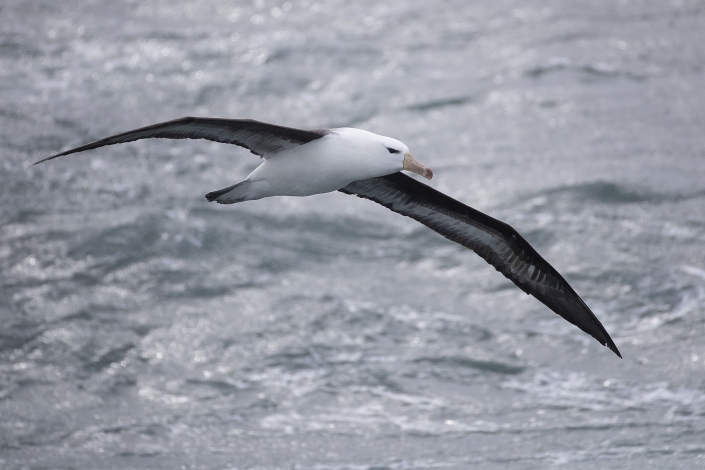 Black-browed albatross