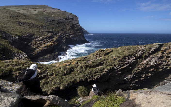 Svartbrynad albatross