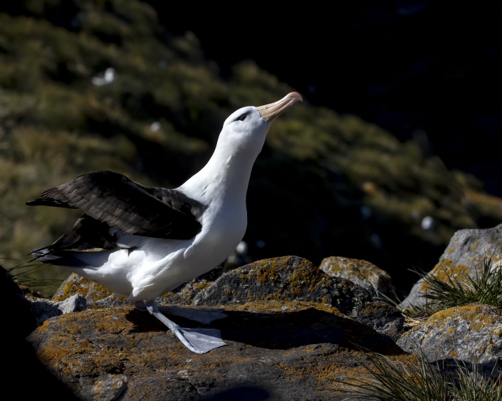 Svartbrynad albatross