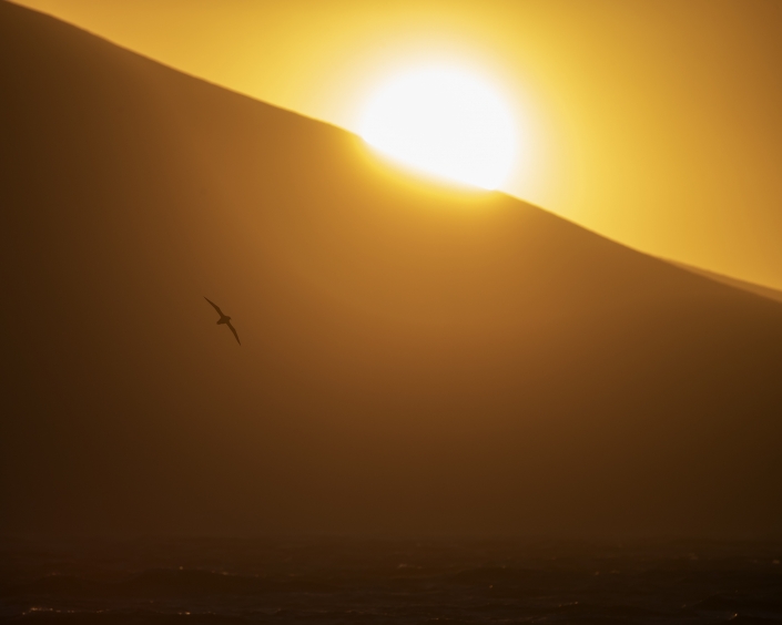 Vithakad petrel