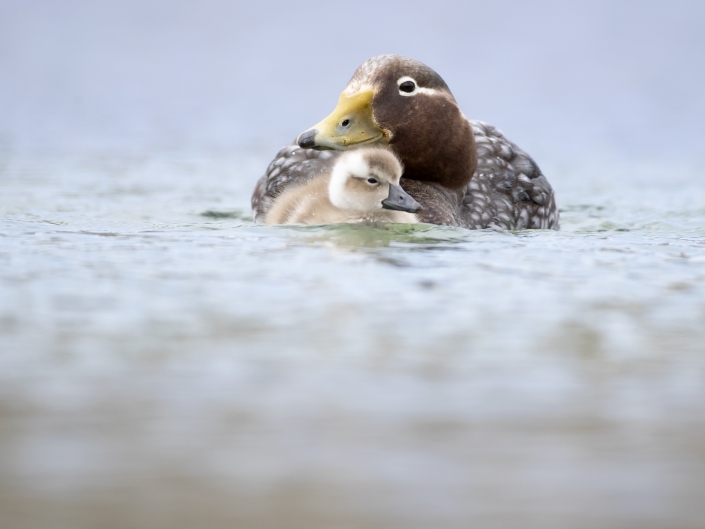 Falklandsångbåtsand