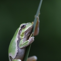 Lövgroda