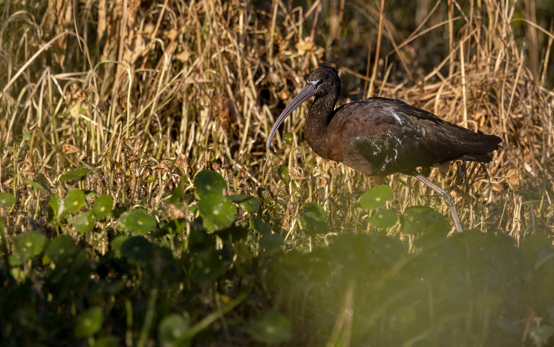 Bronsibis, Glossy ibis, Plegadis falcinellus