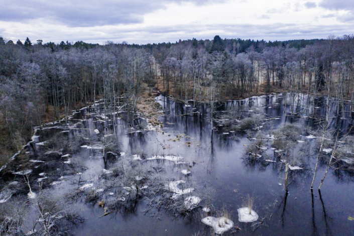 Sumpskog Värmdö