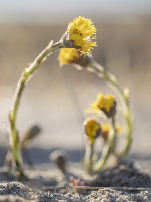 Tussilago