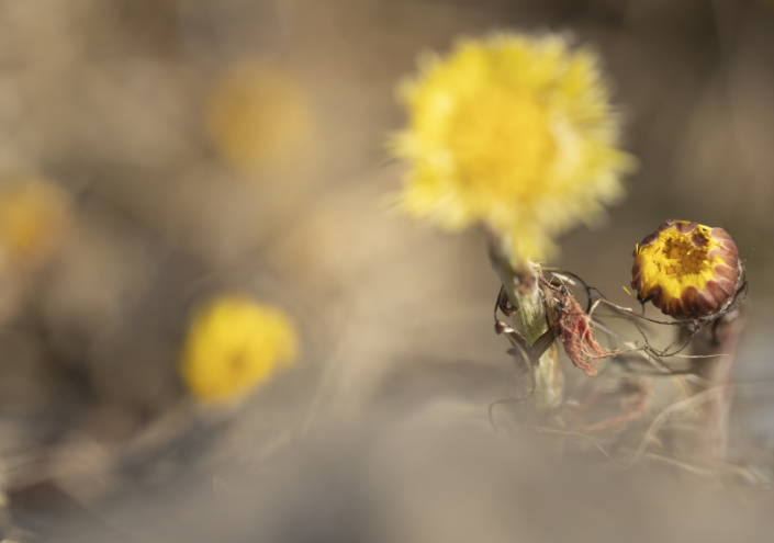 Tussilago