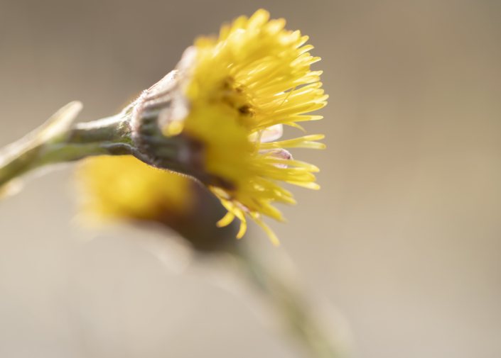 Tussilago