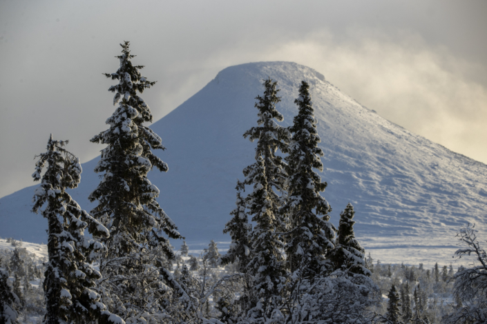 Fjätervålen