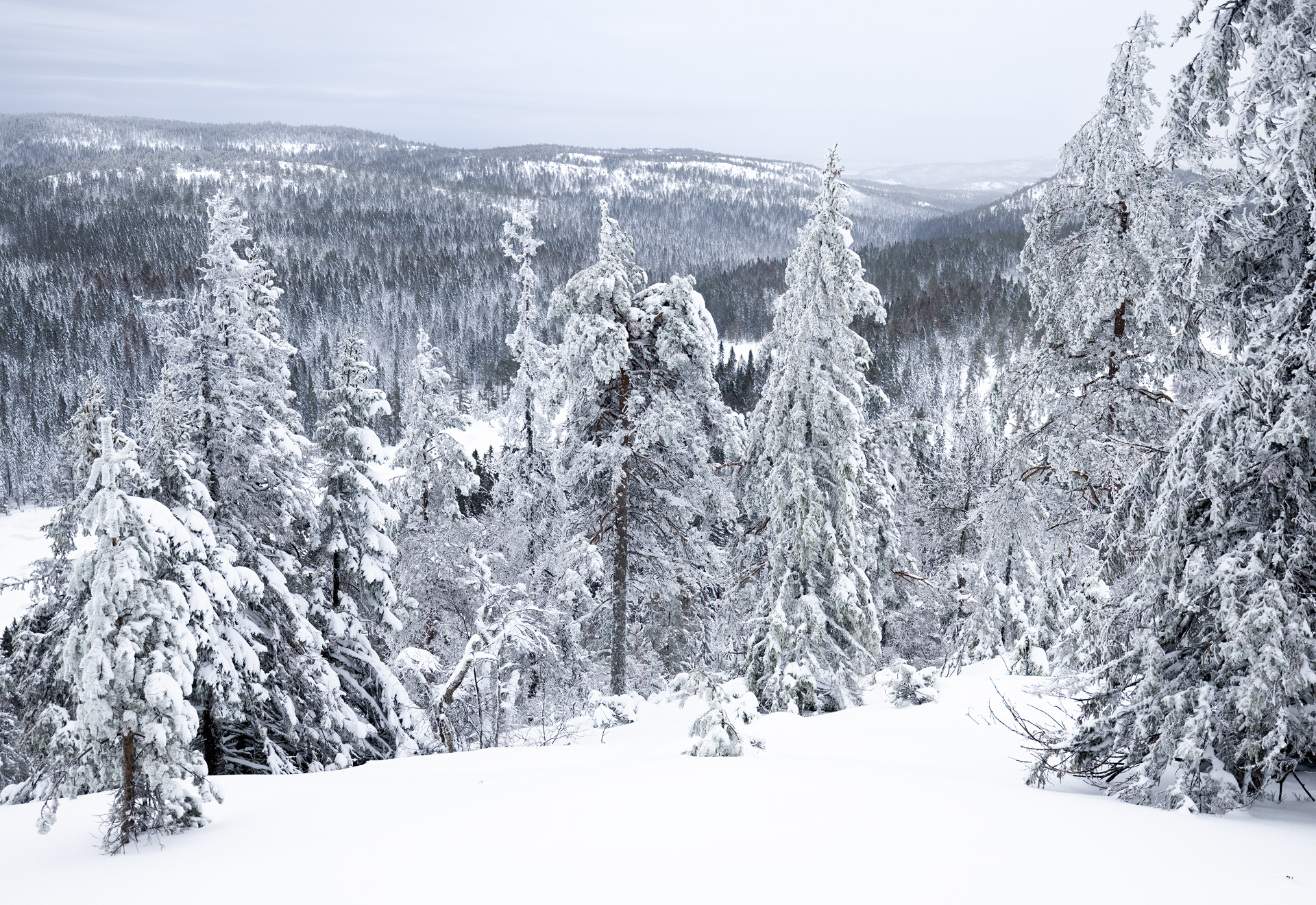 Skuleskogen