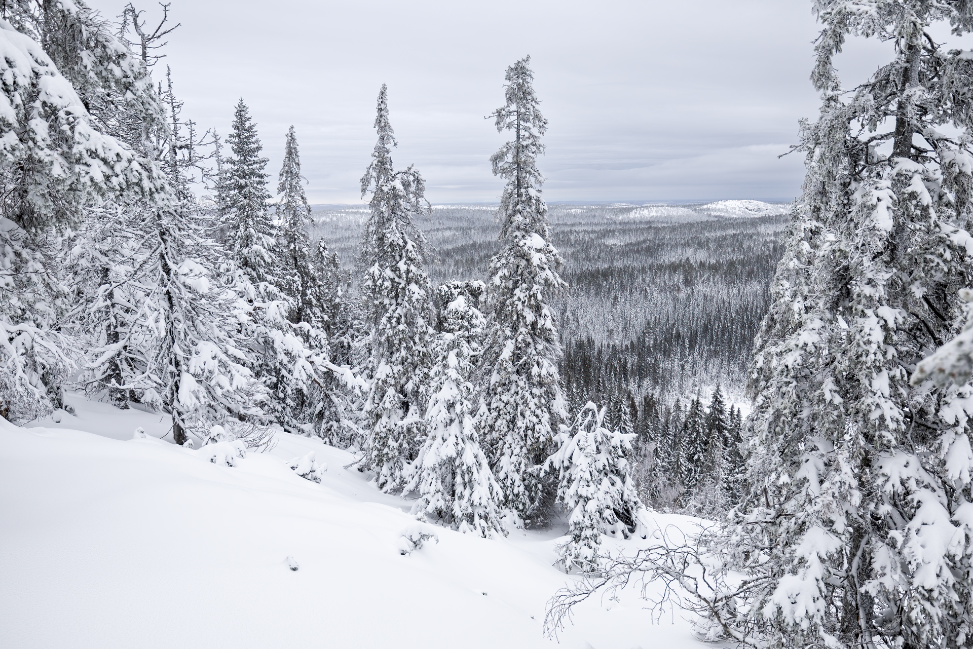 Skuleskogen