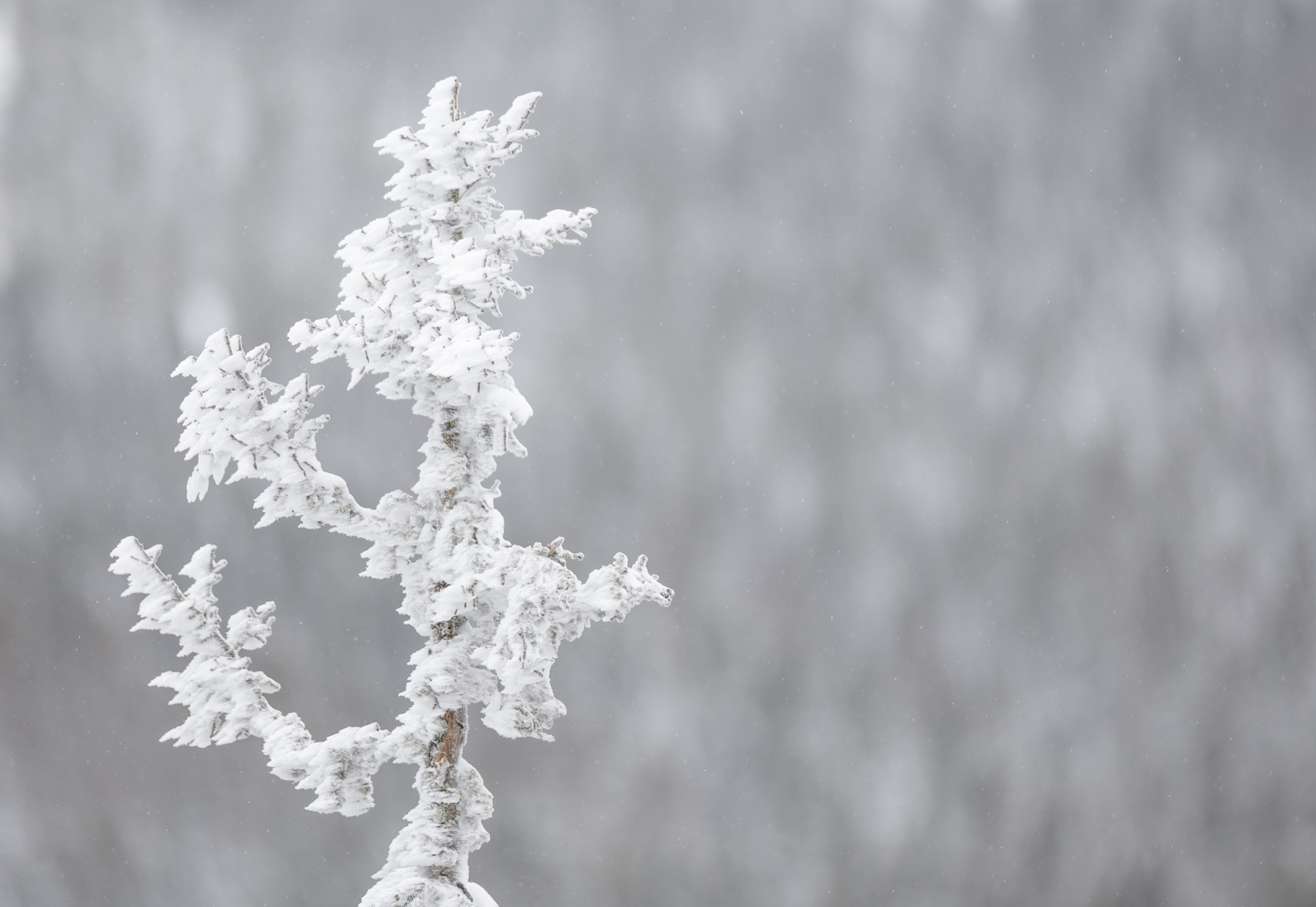 Skuleskogen