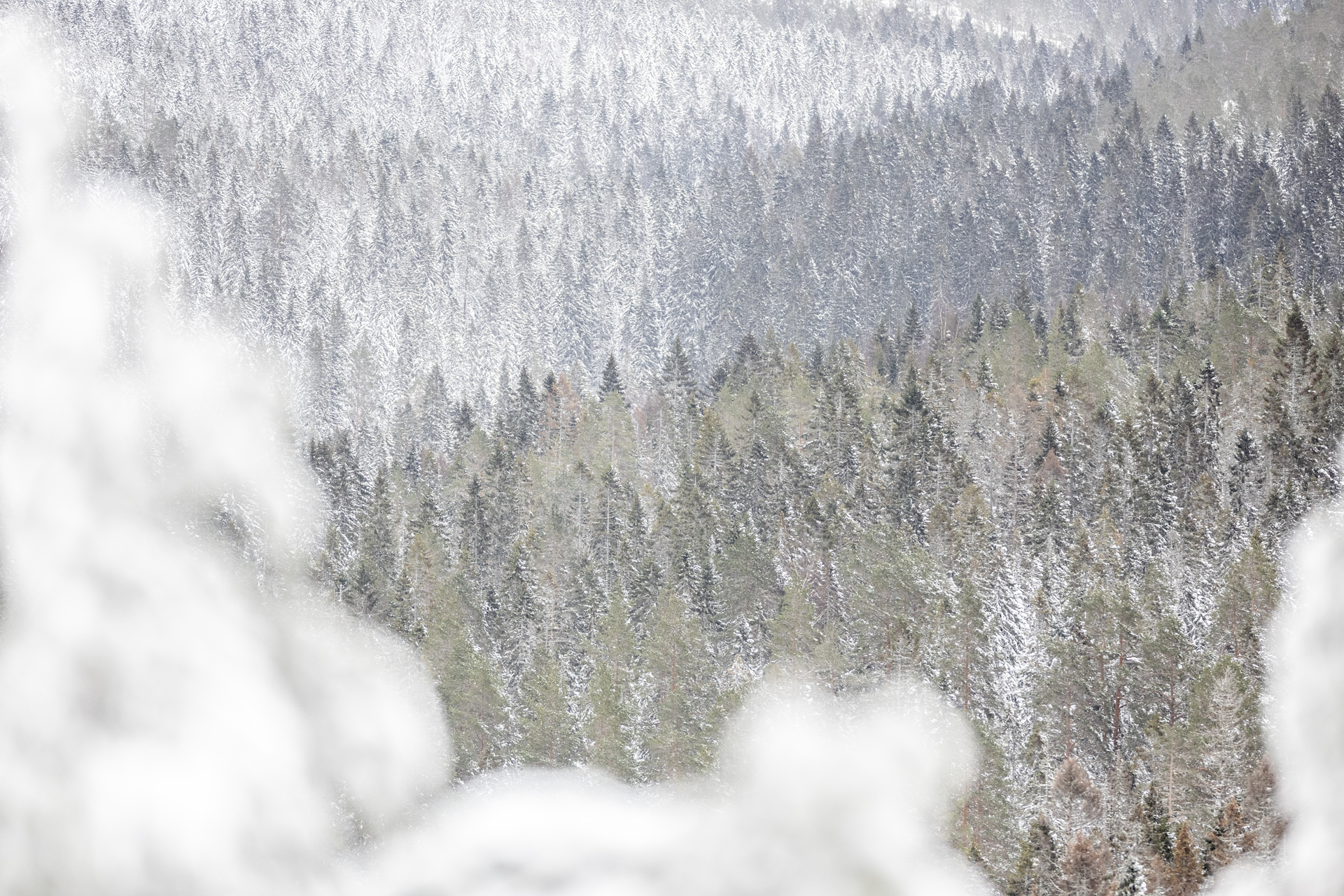 Skuleskogen