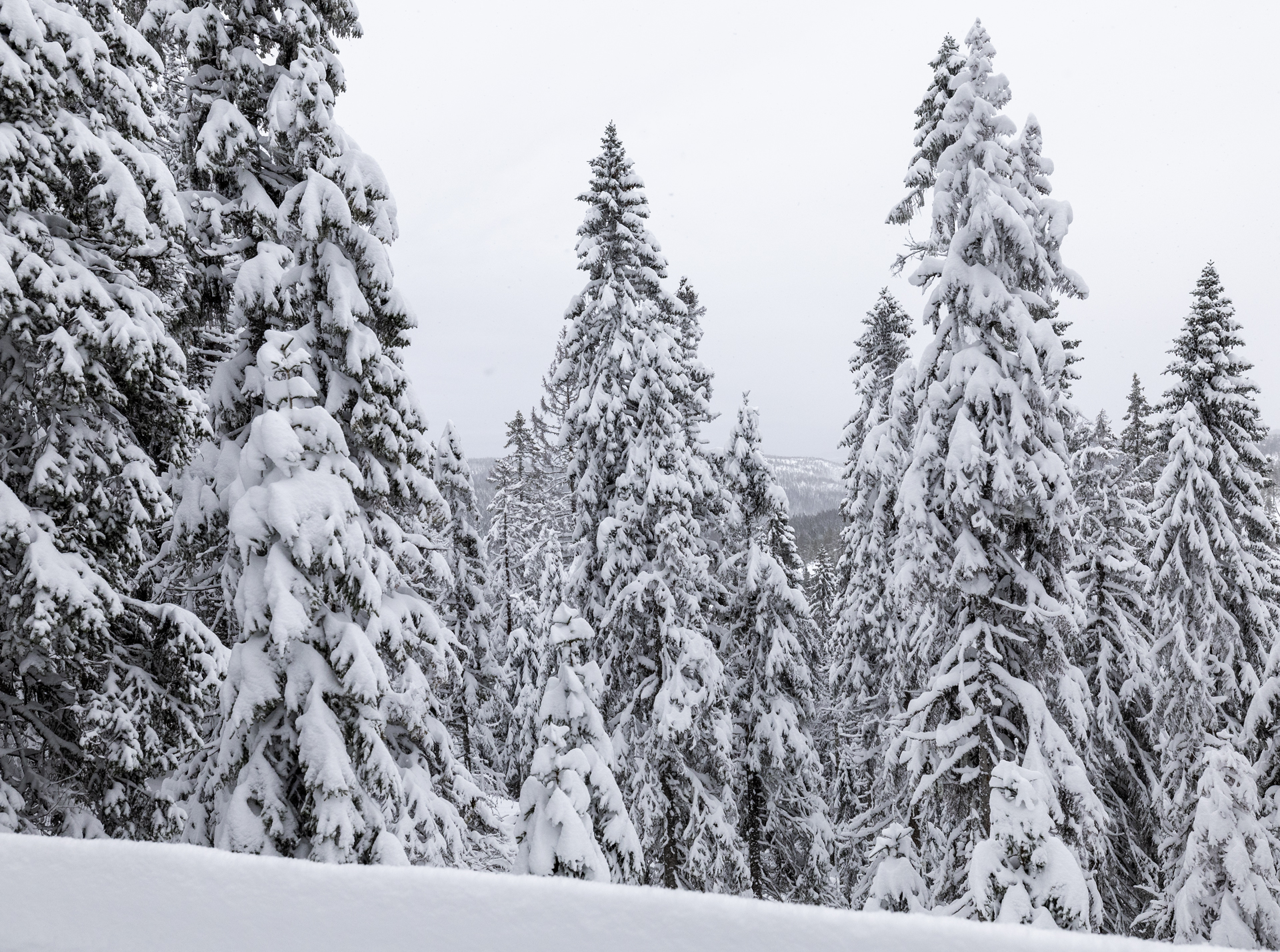 Skuleskogen