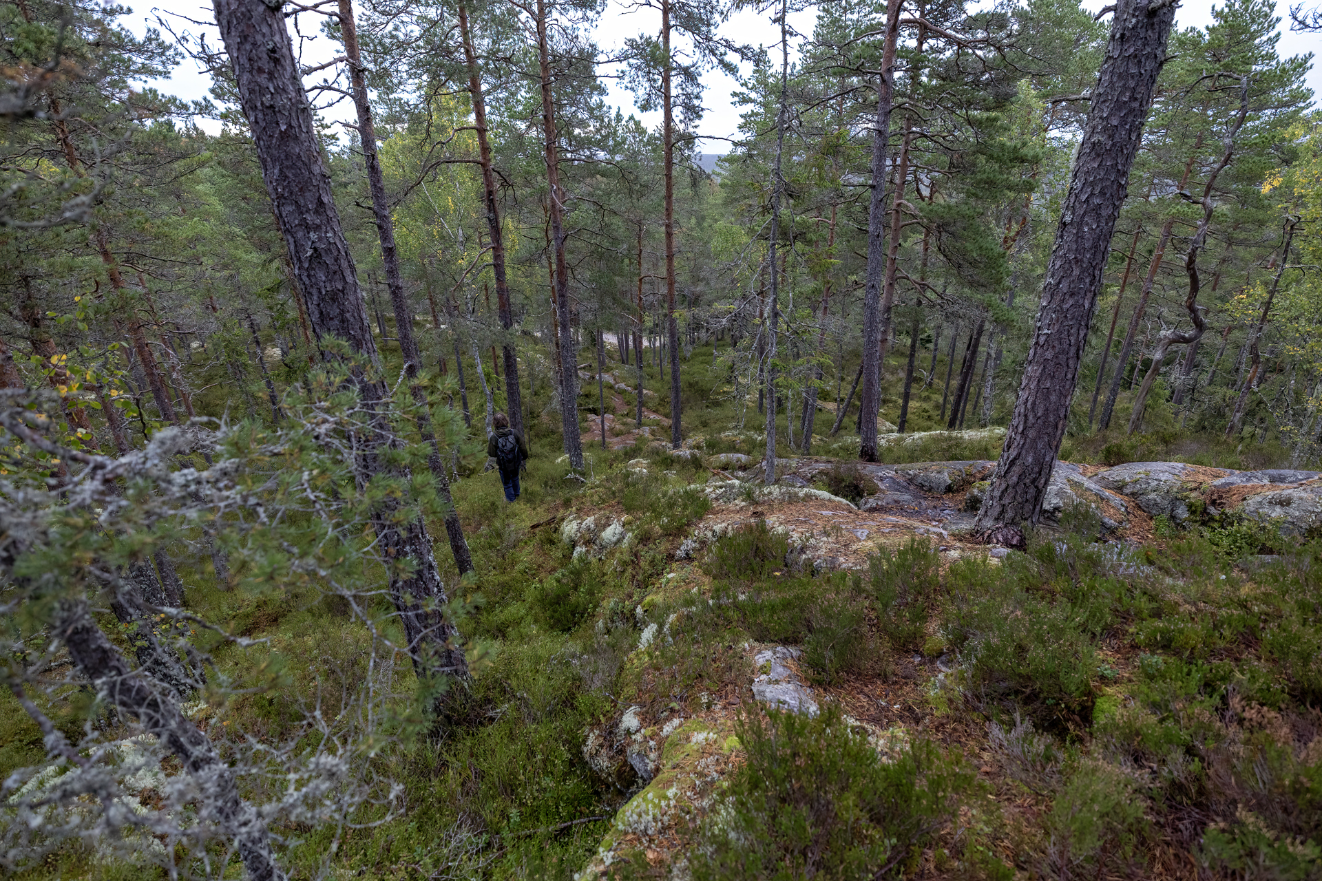 Sörknatten