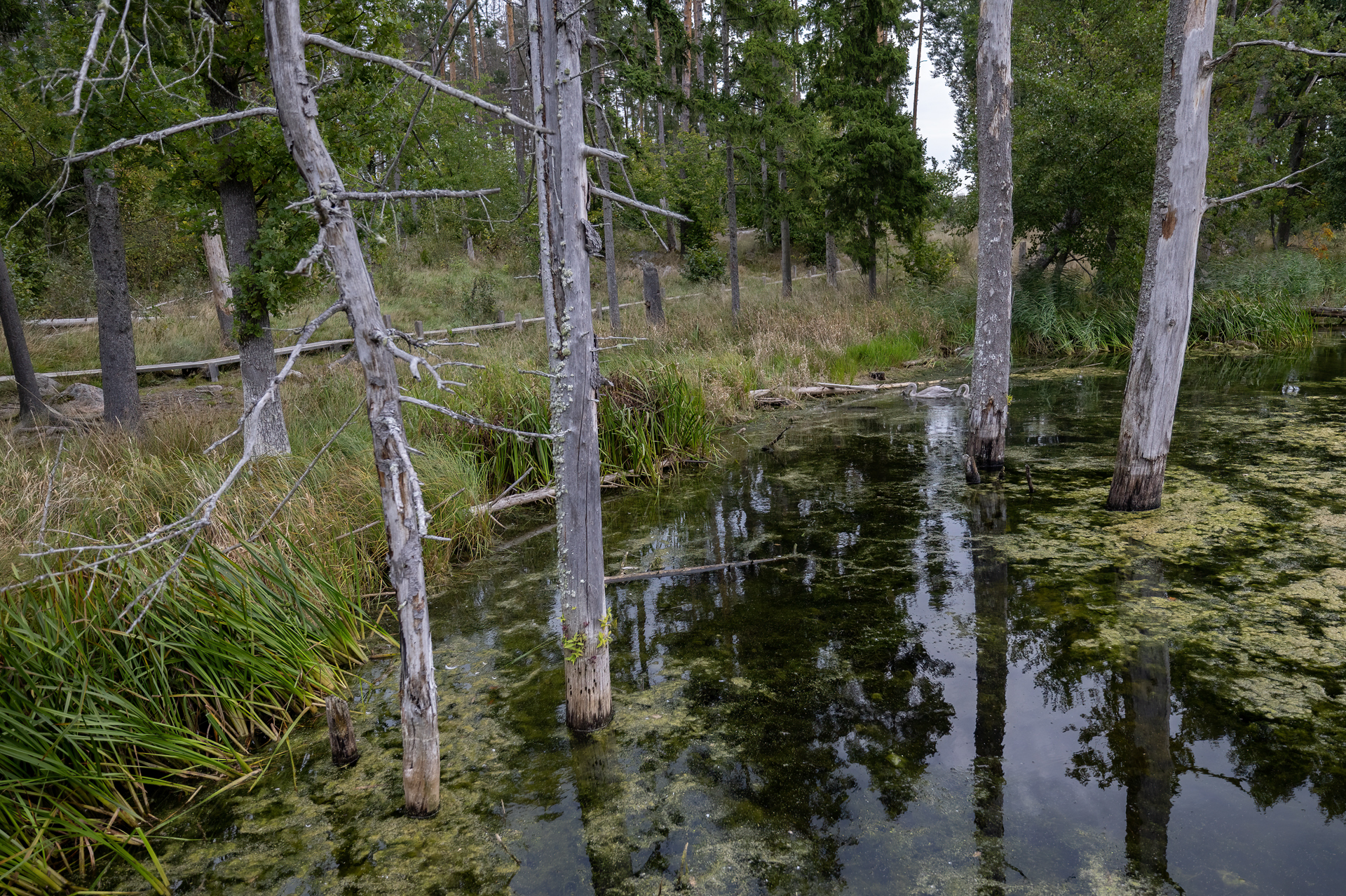 Tinnerö