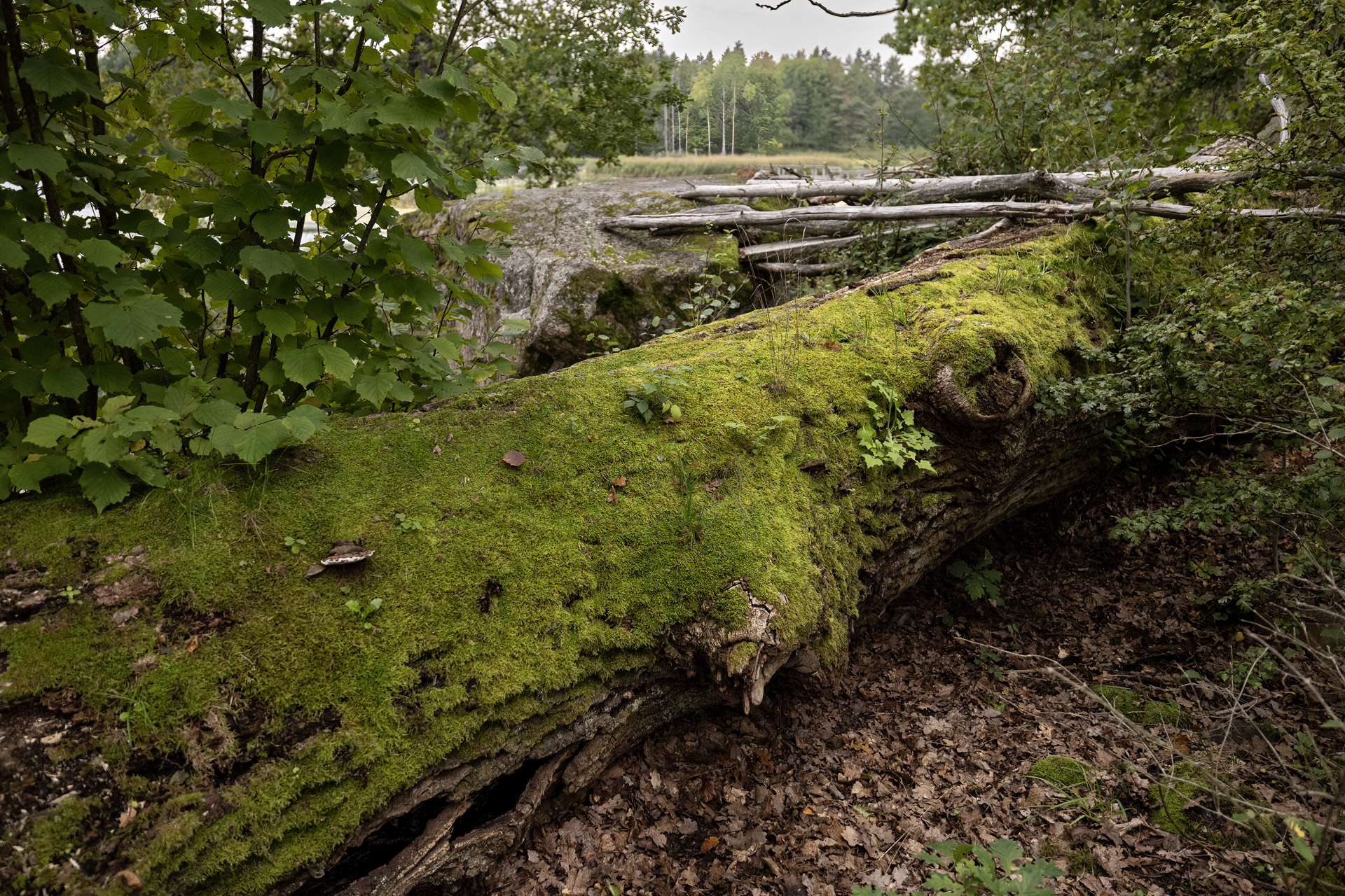 Tinnerö