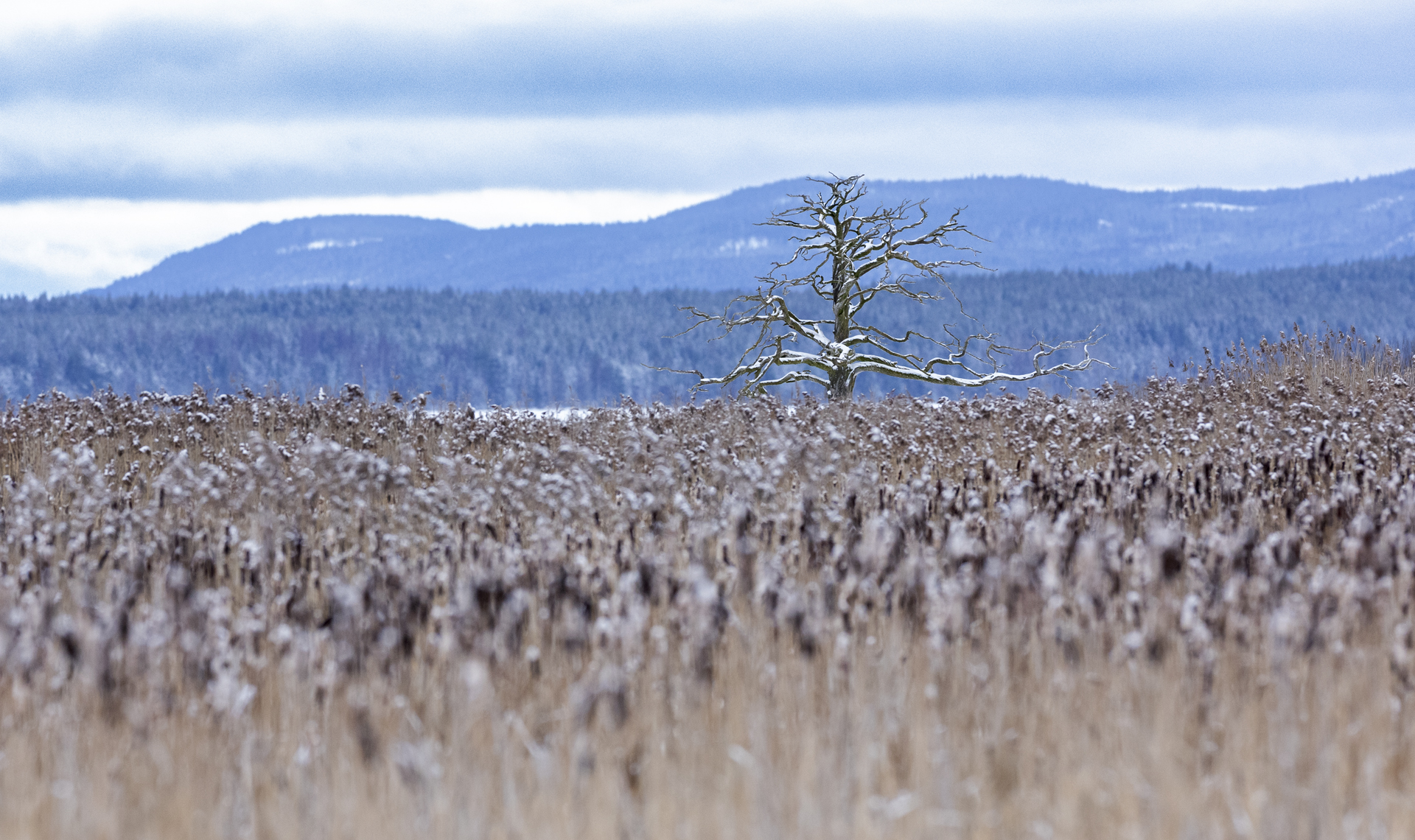 Hälsingland