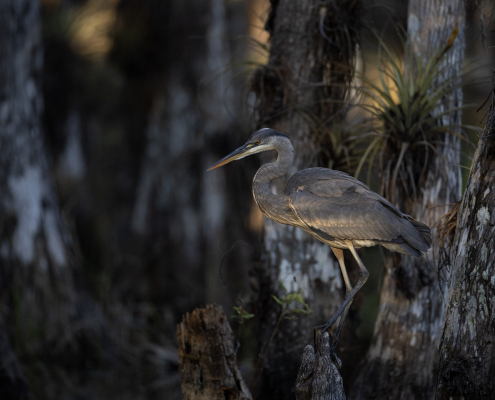 Amerikansk gråhäger, Great blue heron, Florida