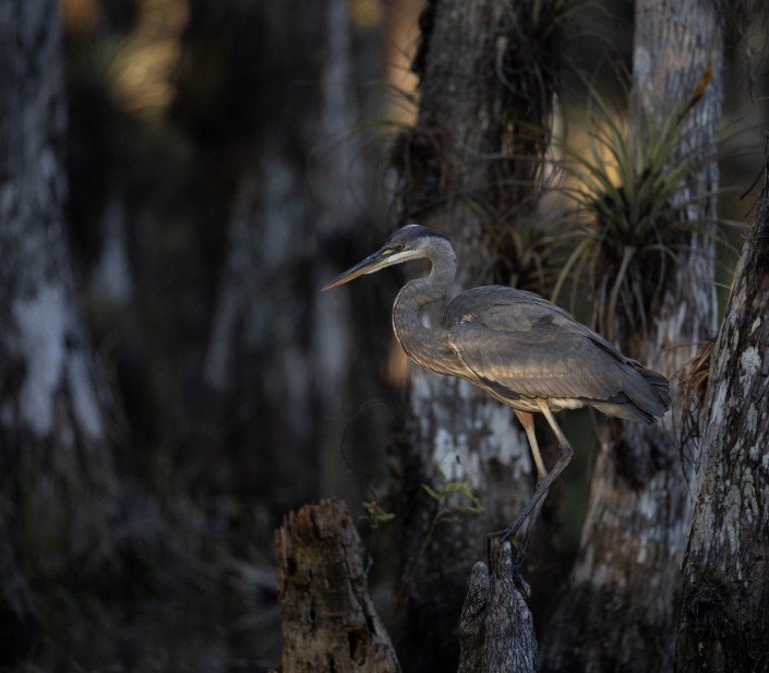 Amerikansk gråhäger, Great blue heron, Florida