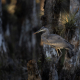 Amerikansk gråhäger, Great blue heron, Florida