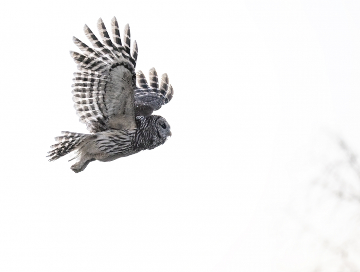 Kråsuggla, Barred owl, Owls, Florida