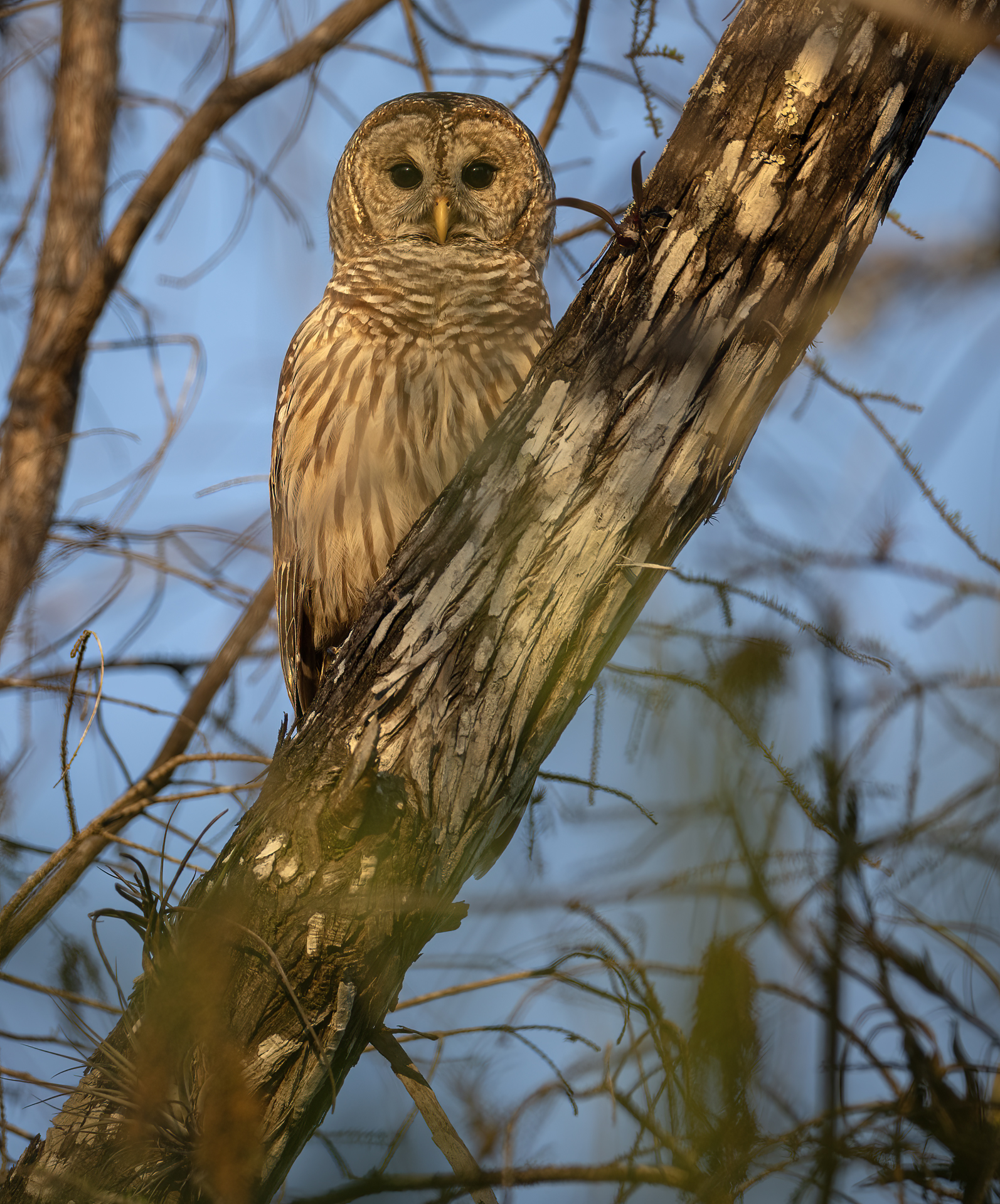 Kråsuggla, Barred owl, Owls, Florida