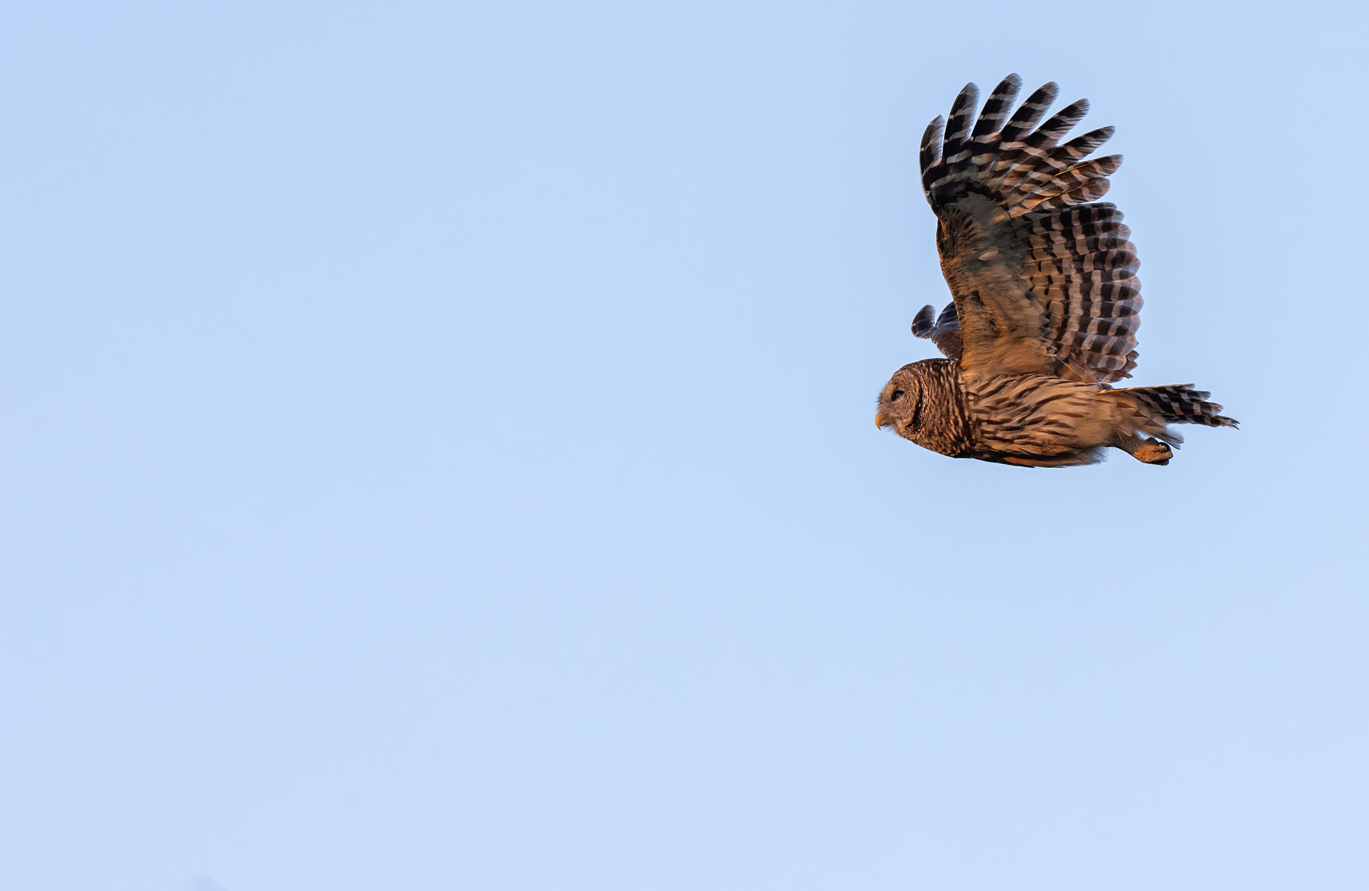 Kråsuggla, Barred owl, Owls, Florida