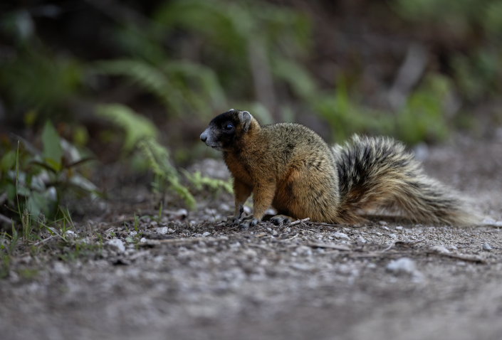 Östlig rävekorre, Eastern fox squirrel, Florida, Däggdjur, Sciurus niger