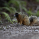 Östlig rävekorre, Eastern fox squirrel, Florida, Däggdjur, Sciurus niger