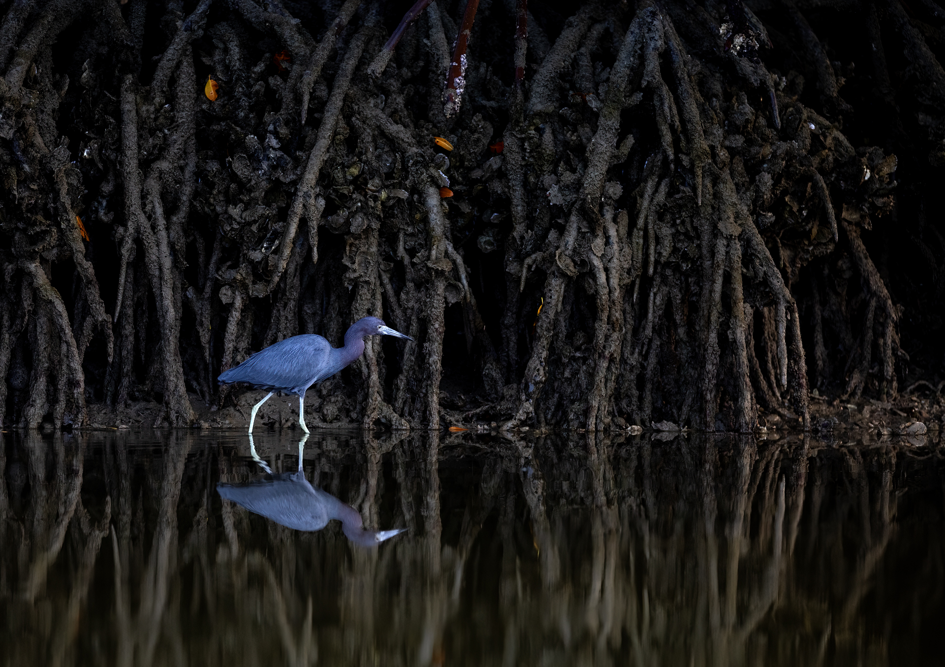 Blåhäger, Little blue heron, Florida
