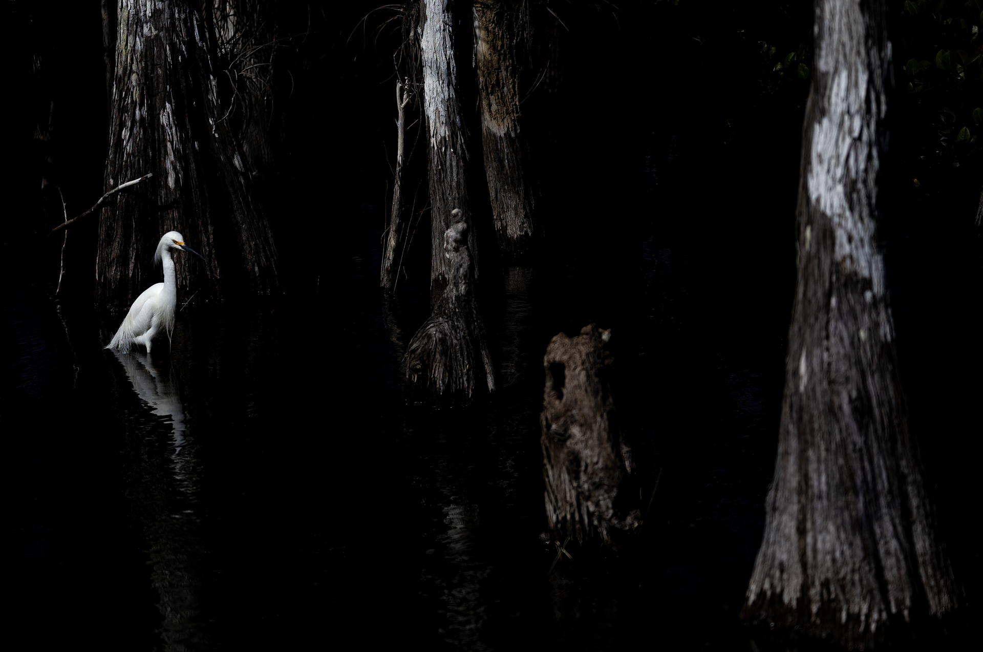 Snöhäger, Snowy egret, Egretta thula, Florida