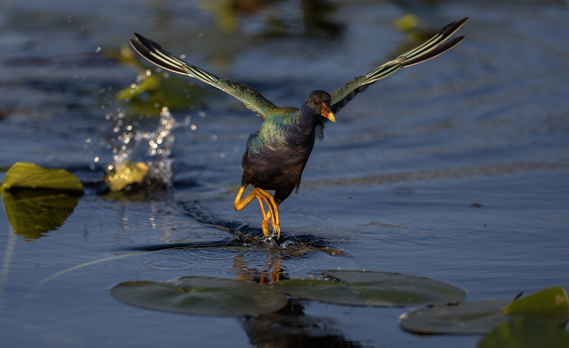 Amerikansk sultanhöna, Purle gallinule, Florida, Porphyrio martinicus