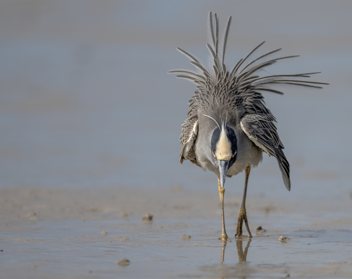 Gulkronad natthäger, Nyctanassa violacea, Yellow crowned Night heron