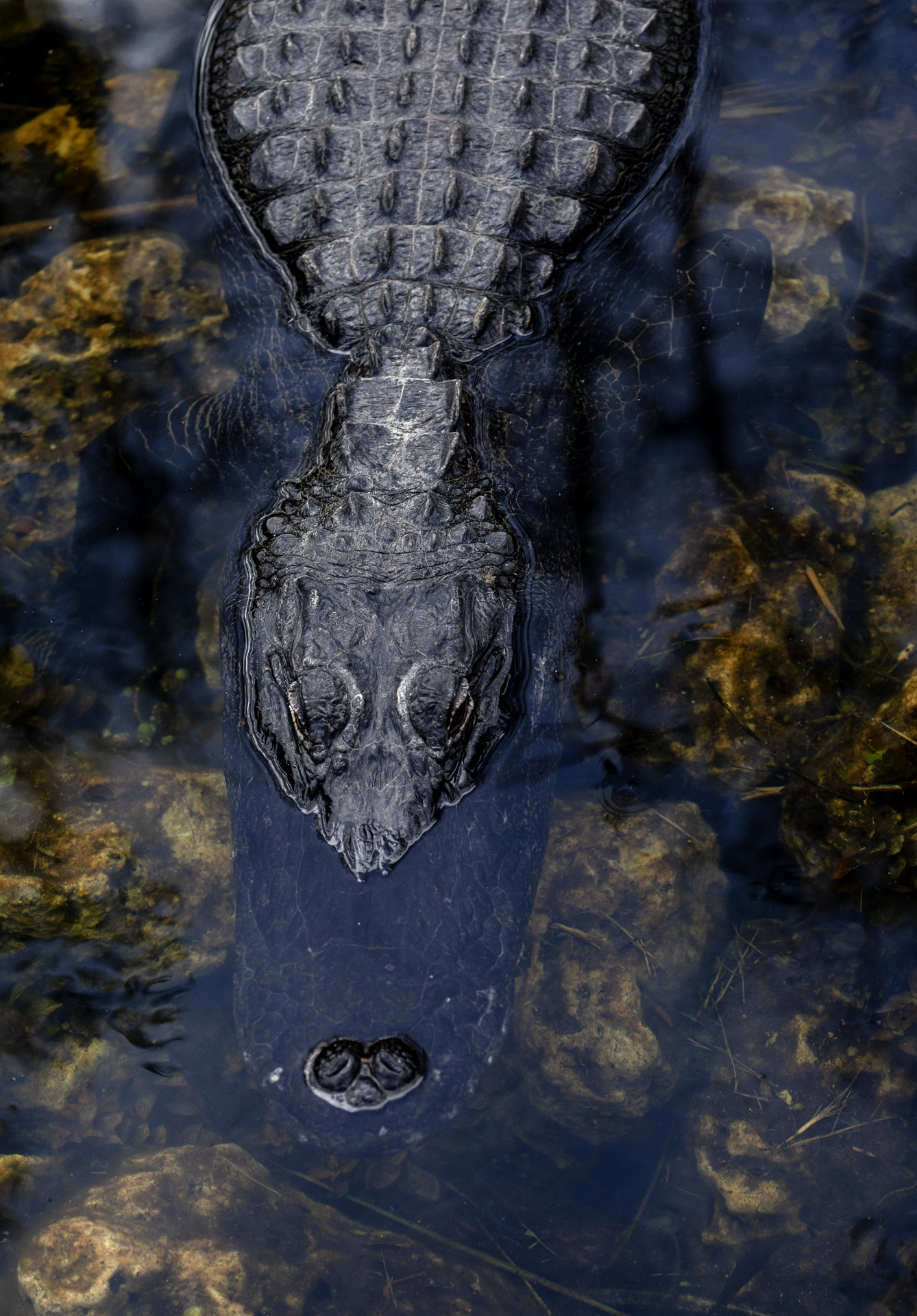 Alligator, Florida