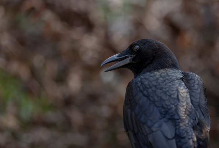 Amerikansk kråka, American crow, Kråkfåglar, Florida
