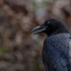 Amerikansk kråka, American crow, Kråkfåglar, Florida