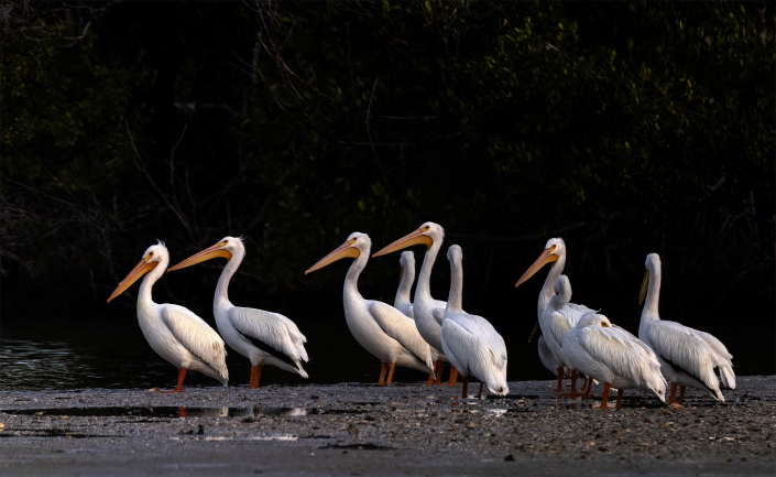 Hornpelikan, American white pelican,