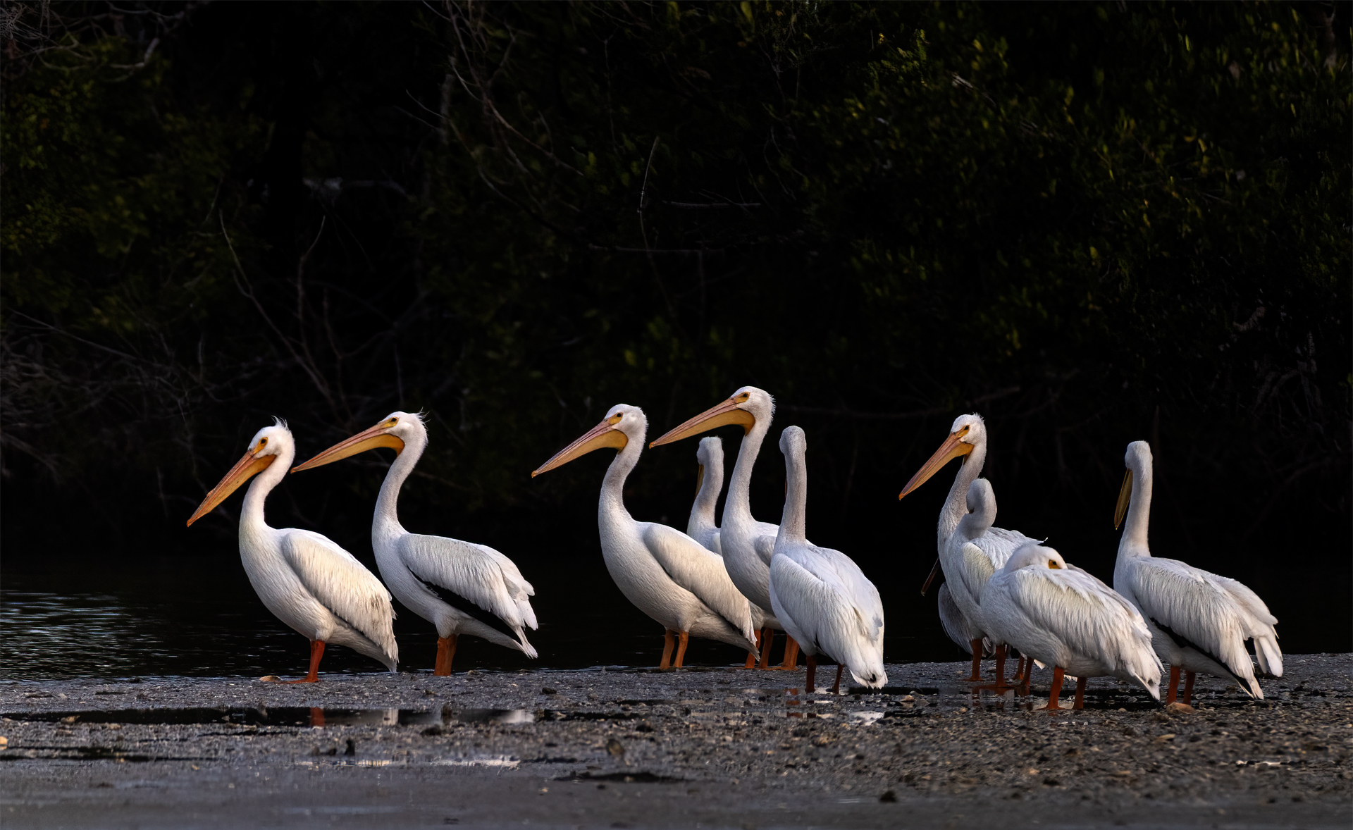 Hornpelikan, American white pelican,