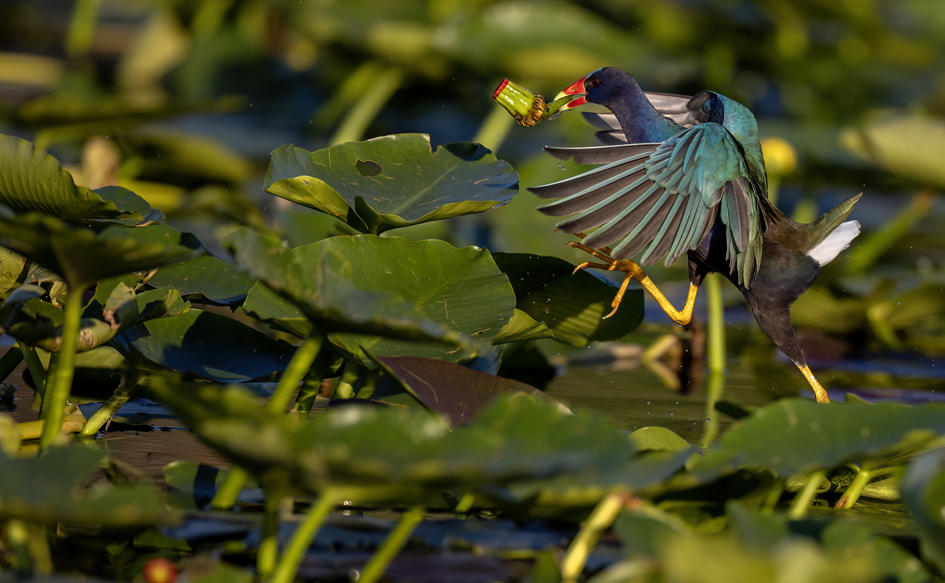 Amerikansk sultanhöna, Purle gallinule, Florida, Porphyrio martinicus