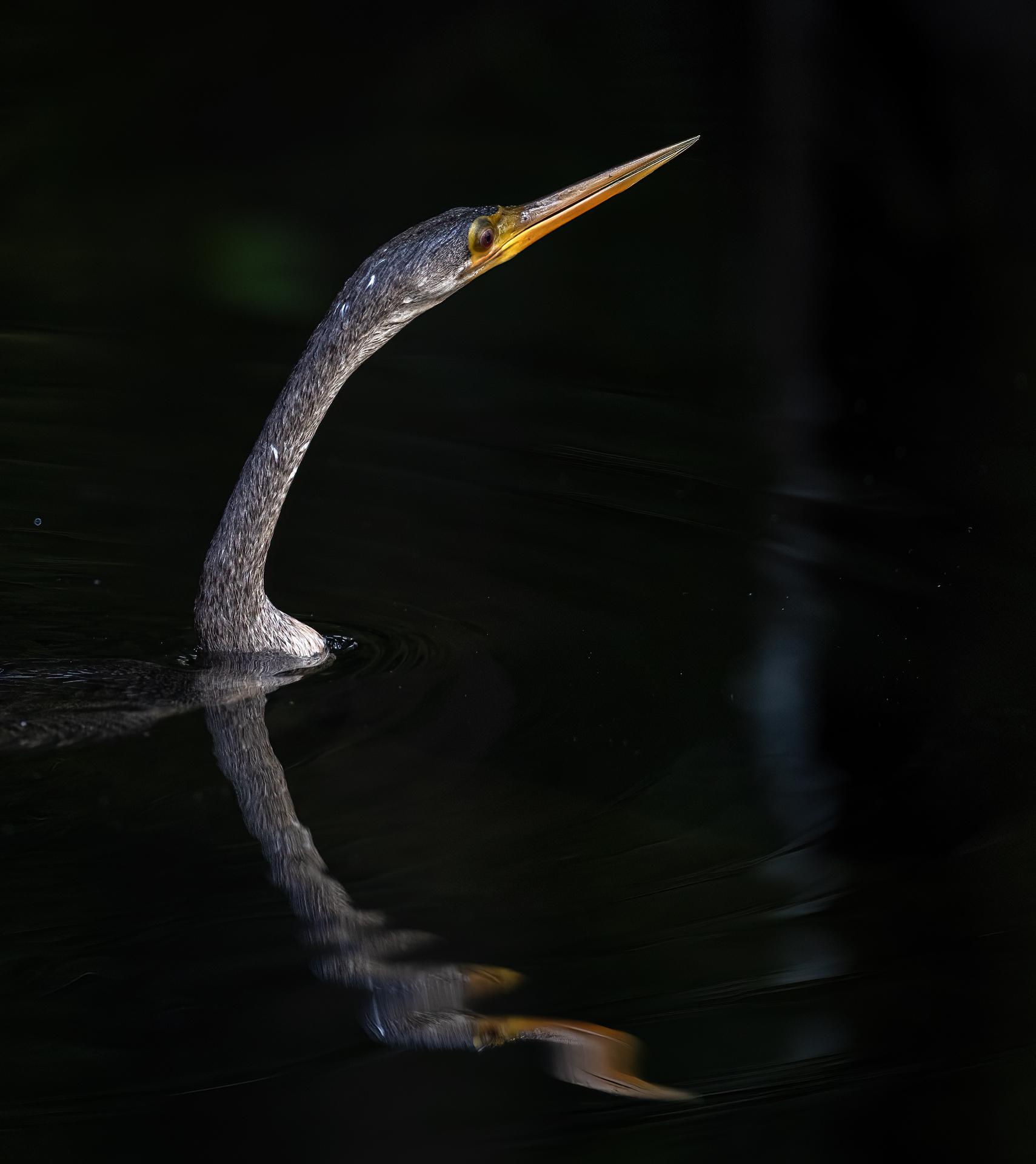 Ormhalsfågel, Anhinga, anhinga anhinga, Florida