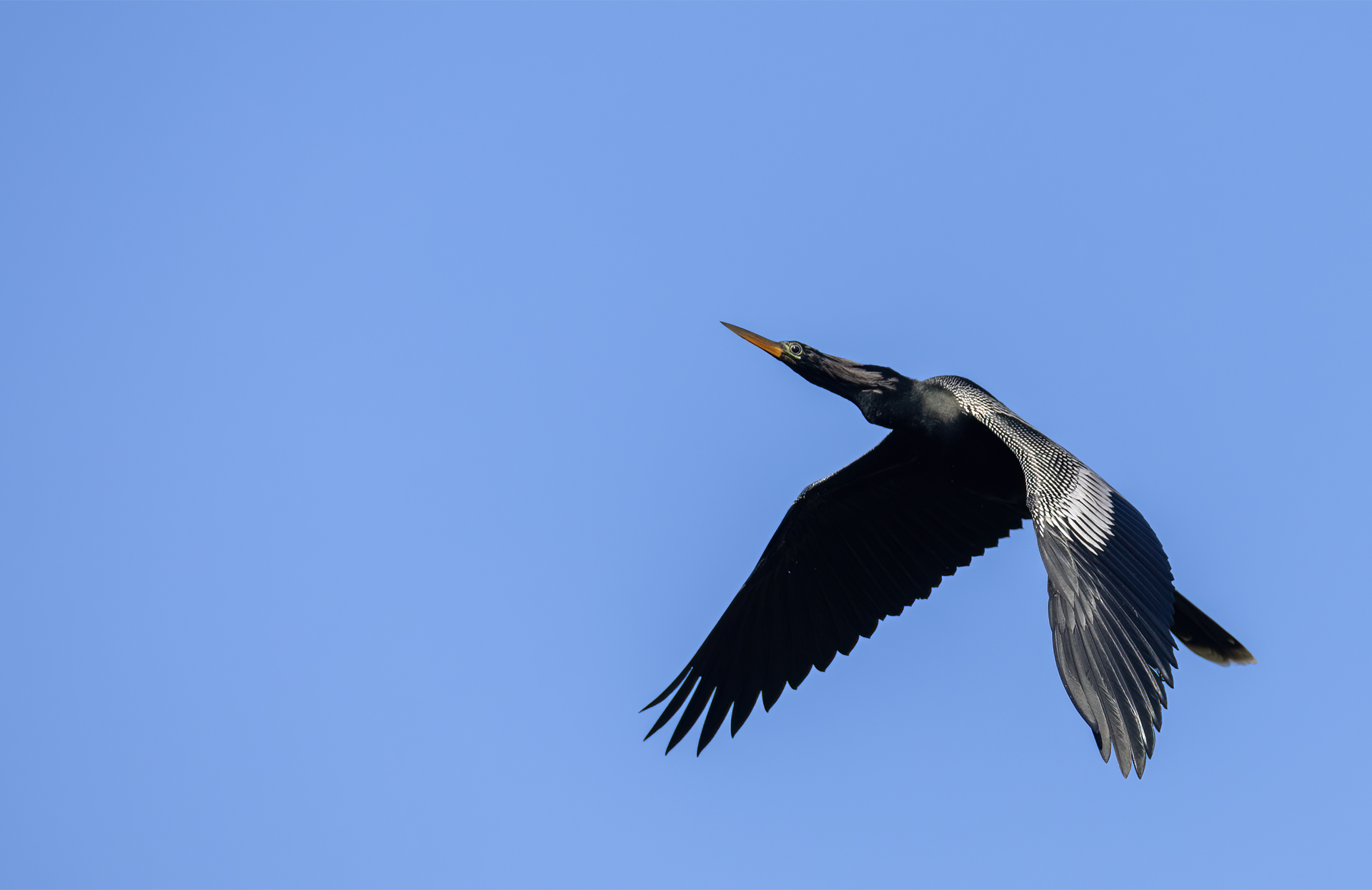 Ormhalsfågel, Anhinga, anhinga anhinga, Florida