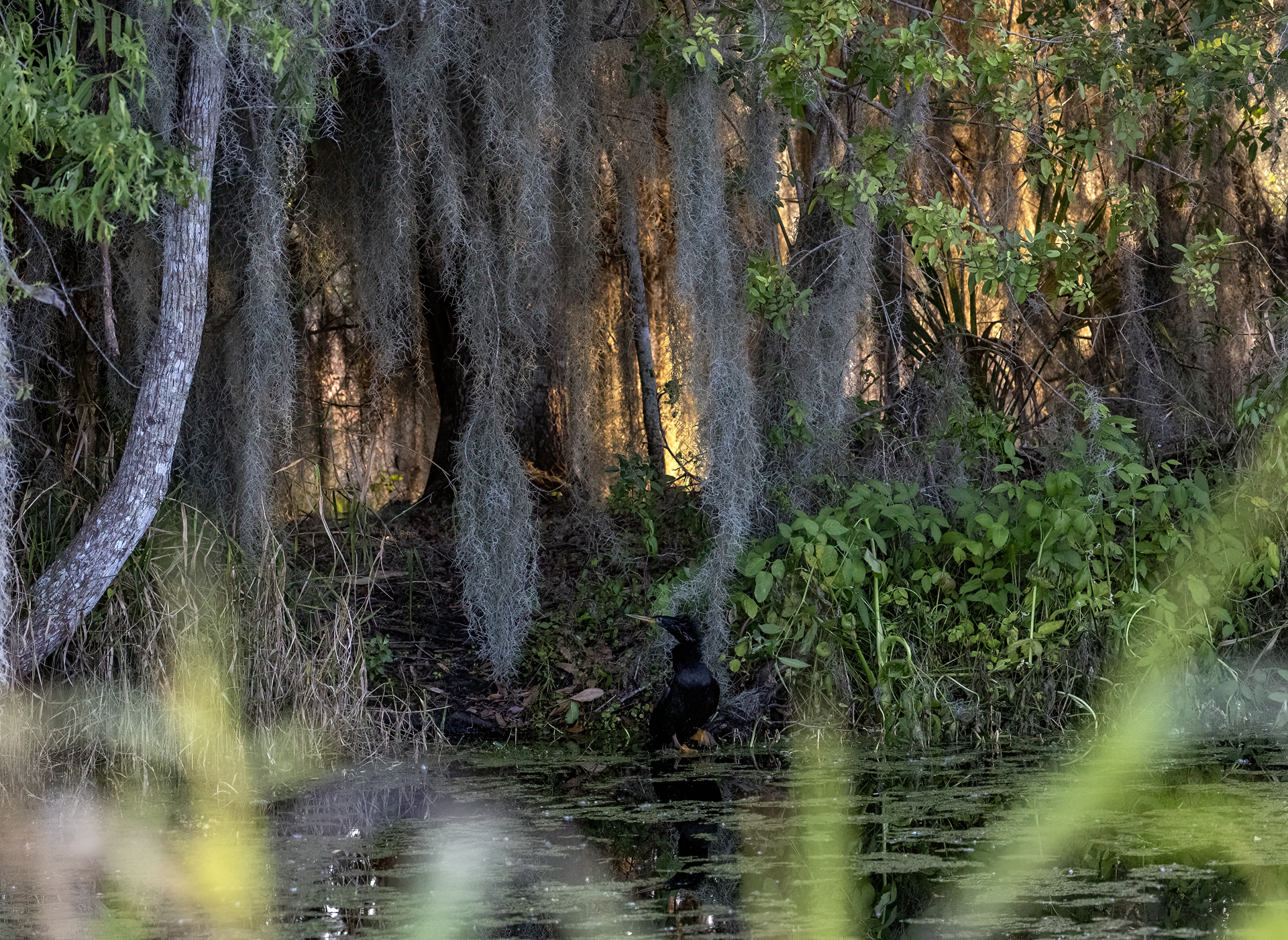 Ormhalsfågel, Anhinga, anhinga anhinga, Florida